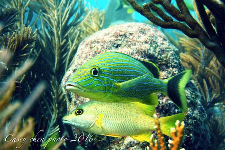 QQ图片20170106170201